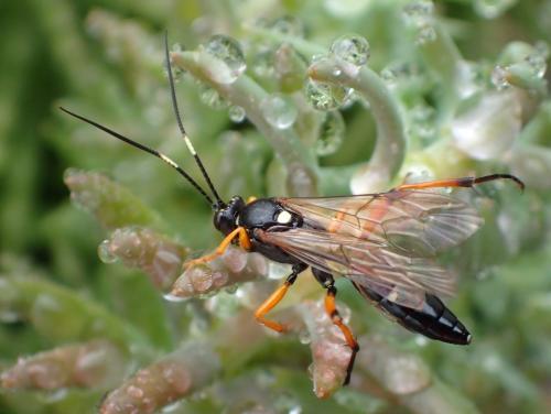 Diphyus quadripunctorius